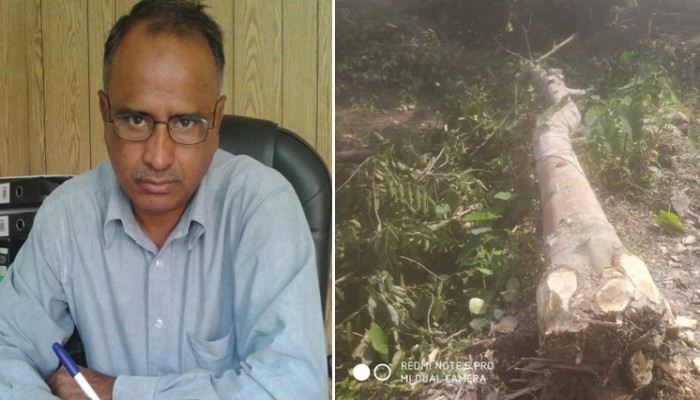 চরামদ্দিতে বিধবার দুটি কাঁঠালগাছ কাটার অভিযোগ বিএনপি সভাপতির বিরুদ্ধে
